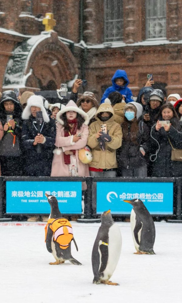 体育游戏app平台冰雪旅游产物体系更加完善-Kaiyun网页