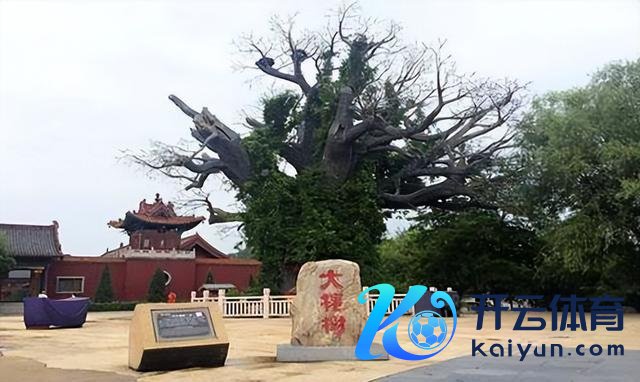 山西洪洞大槐树